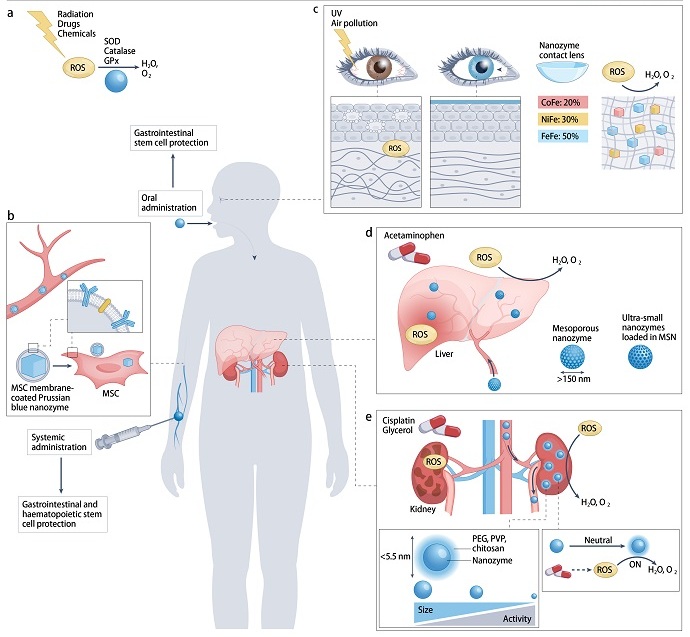 Potential and Challenges of Designing Nanozymes for In Vivo Applications