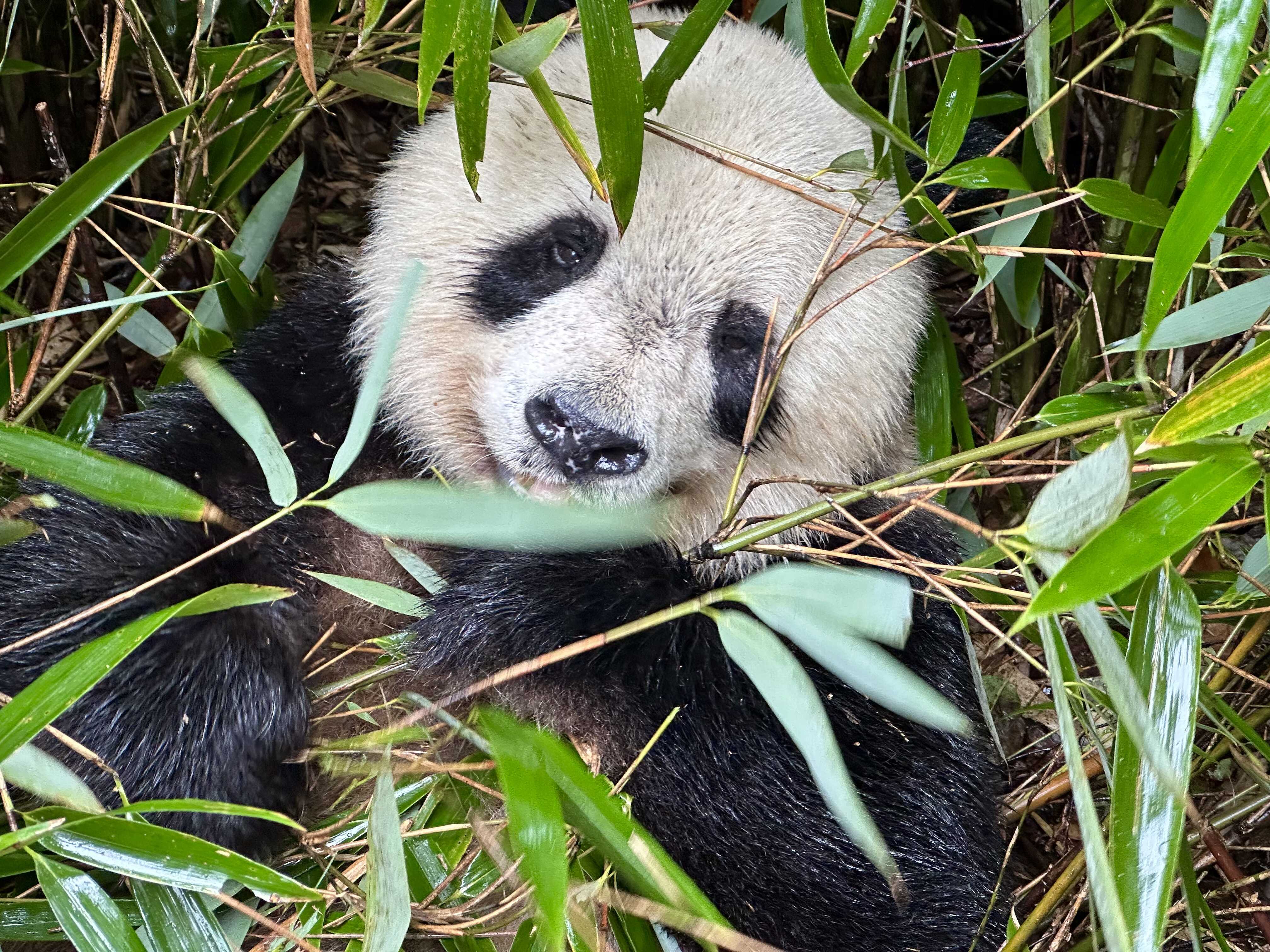 Habitat Connectivity Drives Panda Recovery: Study